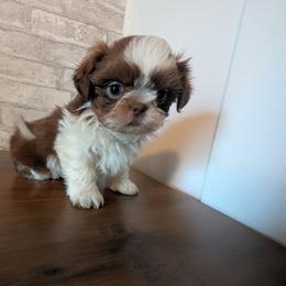 Tate - Liver and white male Shih Tzu puppy in West Pawlet, Vermont from Morgan's Shih Tzus