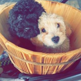 Maltipoo Puppies from Awwws-n-Pawws