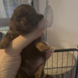 TBD - Liver male Shih Tzu puppy in Dallas, Texas from Almost Heaven Shih Tzu