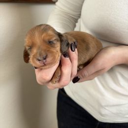 Boy 1 - Red male Dachshund puppy in Benton City, Washington from DOXA Miniature Dachshunds