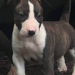 French Bulldog and Miniature Bull Terrier Puppies from Dogs of Dyhar