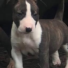 French Bulldog and Miniature Bull Terrier Puppies from Dogs of Dyhar