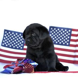 Beagle and Labrador Retriever Puppies from Jackpot Farms