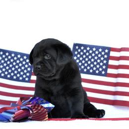 Beagle and Labrador Retriever Puppies from Jackpot Farms