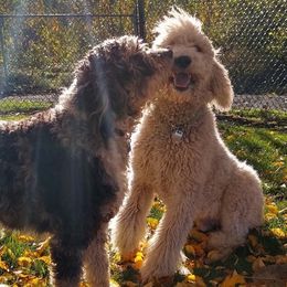 Aussiedoodles and Poodles from Element Doodles