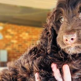 Aussiedoodles, Bernedoodles, Goldendoodles, and Poodles from Kingsfield Doodles