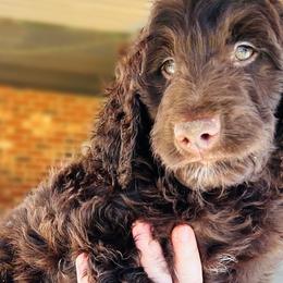 Aussiedoodles, Bernedoodles, Goldendoodles, and Poodles from Kingsfield Doodles