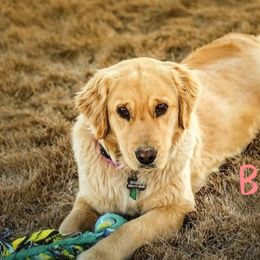 Bailey - Golden Retriever