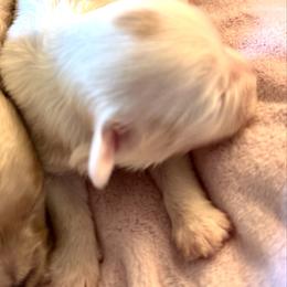 Dot - White female Maltipoo puppy in Wendell, North Carolina from Teddys Teddy Bears