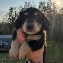 Taco Bell - Black and cream male Dachshund puppy in Knoxville, Tennessee from East TN Dachshunds