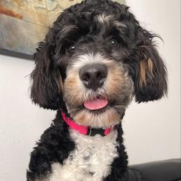 Barbie - Bernedoodle