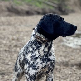 Izzy  - German Shorthaired Pointer