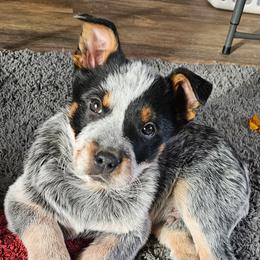 1st choice male laid back - Blue male Australian Cattle Dog puppy in Dalton, Pennsylvania from Whiteduck Mountain Kennel AKC Australian Cattle Dogs and AKC Fox Red Labrador Retrievers