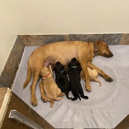 German Shorthaired Pointer, Labrador Retriever, and Working Cross Puppies from Upland Valley Kennels