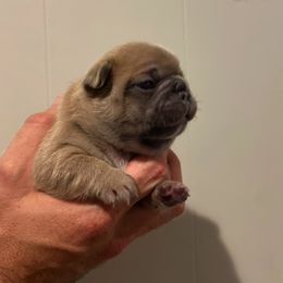 French Bulldog Puppies from Kring French Bulldogs