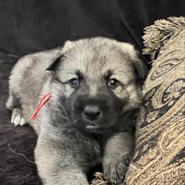 Arjun - Sable male German Shepherd puppy in Yuba City, California from Barton’s German Shepherds