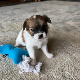 Mitzi's Boy 2 - White and sable male Papillon puppy in Shirley, Arkansas from Lucky Pups