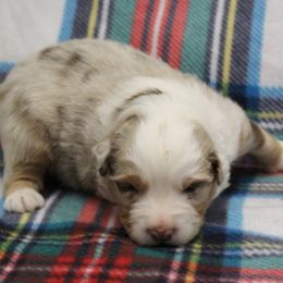Mert - Blue merle male Australian Shepherd puppy in Kansas, Oklahoma from Windy G Farm