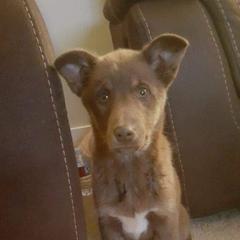 Lapponian Herder Puppies from Kuulas Kennels
