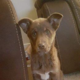 Lapponian Herder Puppies from Kuulas Kennels