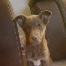 Lapponian Herder Puppies from Kuulas Kennels