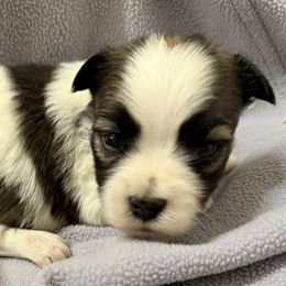 Fitz - Black and tan brindle male Havanese puppy in Lancaster, South Carolina from 3 Bs Havanese-PUPPIES with  PURPOSE