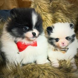 Merle boy - Blue merle male Pomeranian puppy in Milwaukee, Wisconsin from Dolcebellezza’s Poms