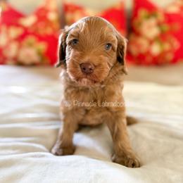 Chocolate - Caramel male Australian Labradoodle puppy in San Antonio, Texas from Pinnacle Labradoodles