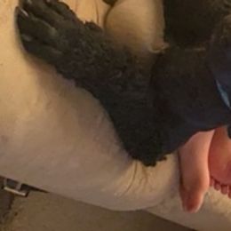 Venom - Poodle