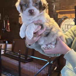 Miniature Australian Shepherd Puppies from Mid-Plains Mini Aussies