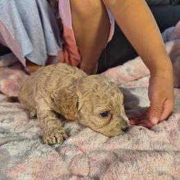 Mango - Apricot male Poodle puppy in Corona, California from Poodle house CA