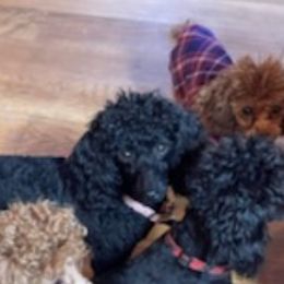 Poodles from Kingdom Kennels