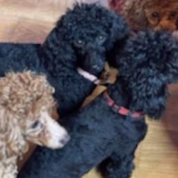 Poodles from Kingdom Kennels
