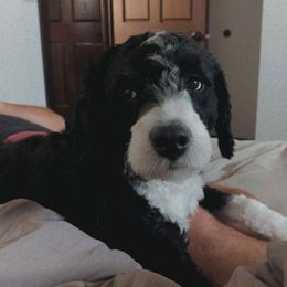 Oliver - Bernedoodle