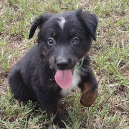 Jellybean - Miniature Australian Shepherd puppy from Central Florida Shepherds