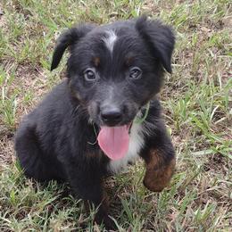 Jellybean - Miniature Australian Shepherd puppy from Central Florida Shepherds