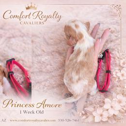 Cavalier King Charles Spaniel Puppies from Comfort Royalty Cavaliers