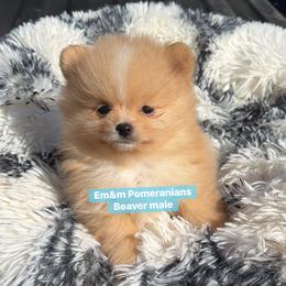 Beaver - Beaver male Pomeranian puppy in Kentucky from Em&M Pomeranians