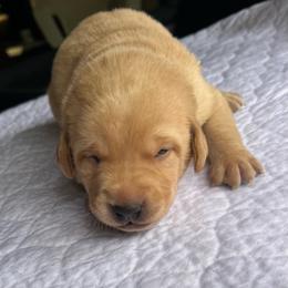 Tan boy - Yellow male Labrador Retriever puppy in Monticello, Georgia from Hollow Meadows Retrievers