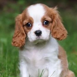 Cavalier King Charles Spaniels from Peters Cavaliers