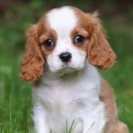 Cavalier King Charles Spaniels from Peters Cavaliers