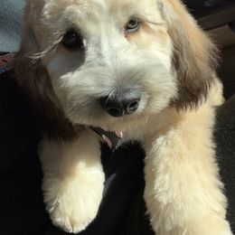 Aussiedoodles and Poodles from Bush's Sassy Poodles & Aussiedoodles