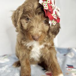 Bernedoodle and Cavapoo Puppies from Cascade Springs Doodles