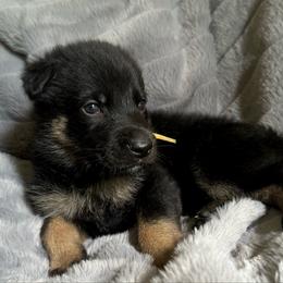 Daenerys Targaryen - Bi-color female German Shepherd puppy in Chino, California from BlueStone K9