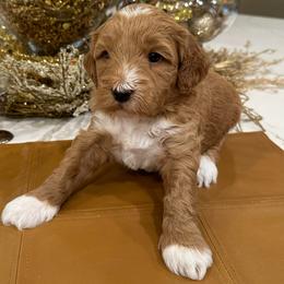 Spruce - Red  male Goldendoodle puppy in Jones, Michigan from KaZoo Doodles