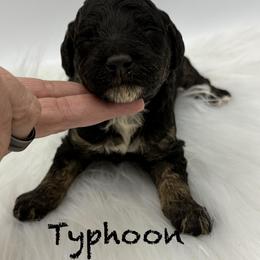 Typhoon - Phantom male Poodle puppy in Wheatland, California from Sapphire Ridge Poodles
