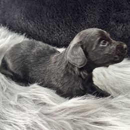 Girl 1 - female Dachshund puppy in Cabool, Missouri from Dachshund's of Country Magic Farms in Missouri