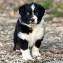 Fly - Black tri-color male Australian Shepherd puppy in Argyle, Iowa from Country Time Kennels