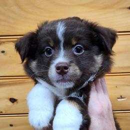 Rosie Boy 4 - Red tri male Miniature Australian Shepherd puppy in Hampton, Tennessee from TC Farms Stock Dogs - Miniature Australian Shepherds