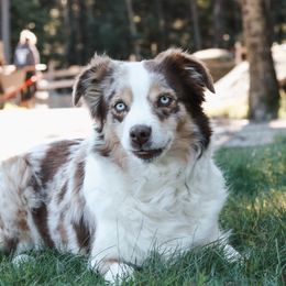 Rosie - Miniature Australian Shepherd